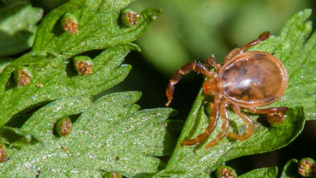 Tick on a leaf