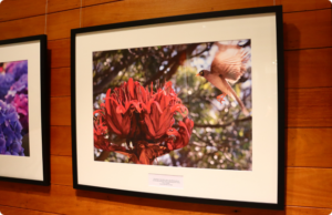 The Art of Wellness - Photography