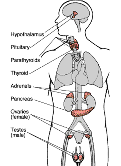 Everything you need to know about the Endocrine System - NORTH Foundation